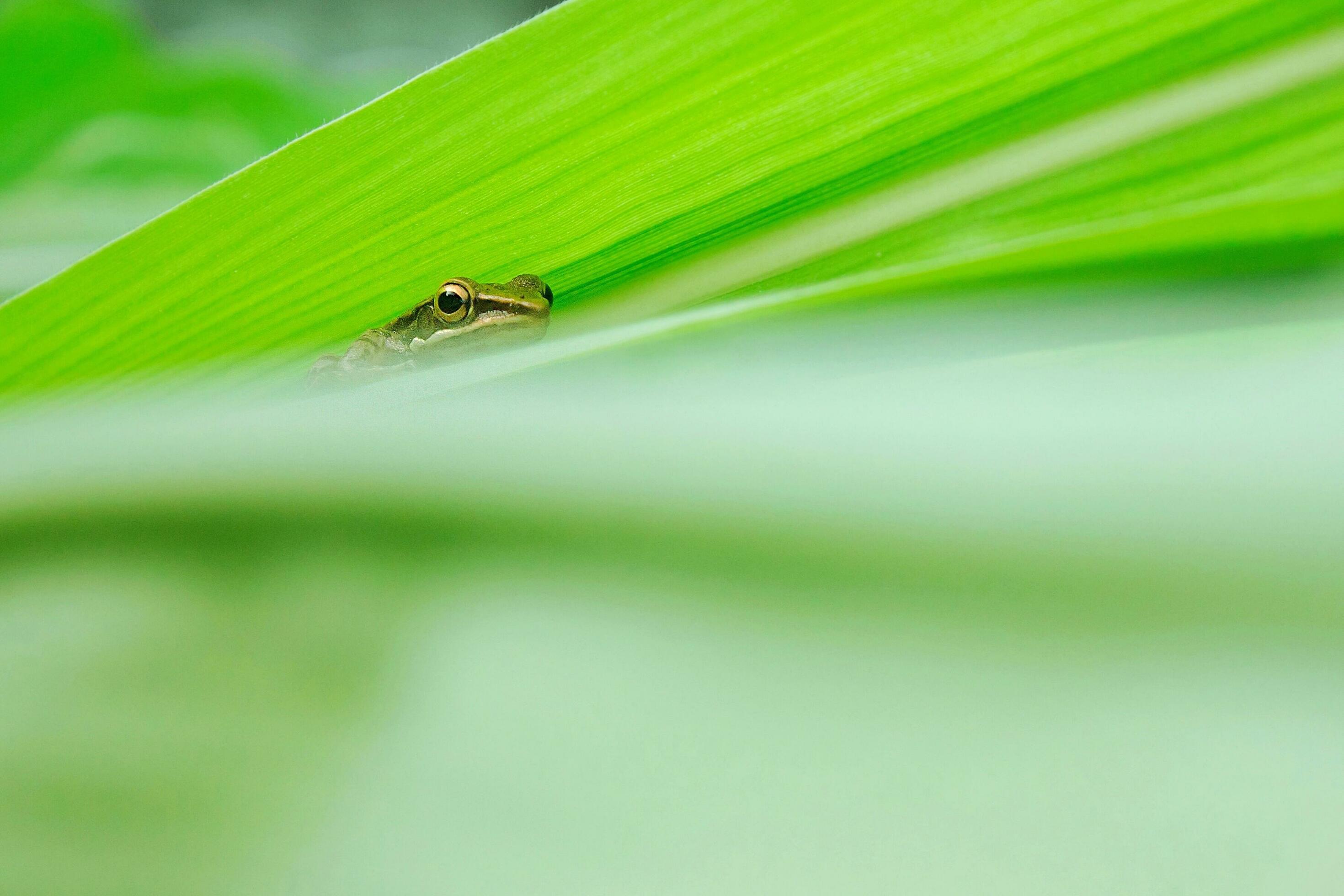 Little frog hiding in the leaves 24625571 Stock Photo at Vecteezy
