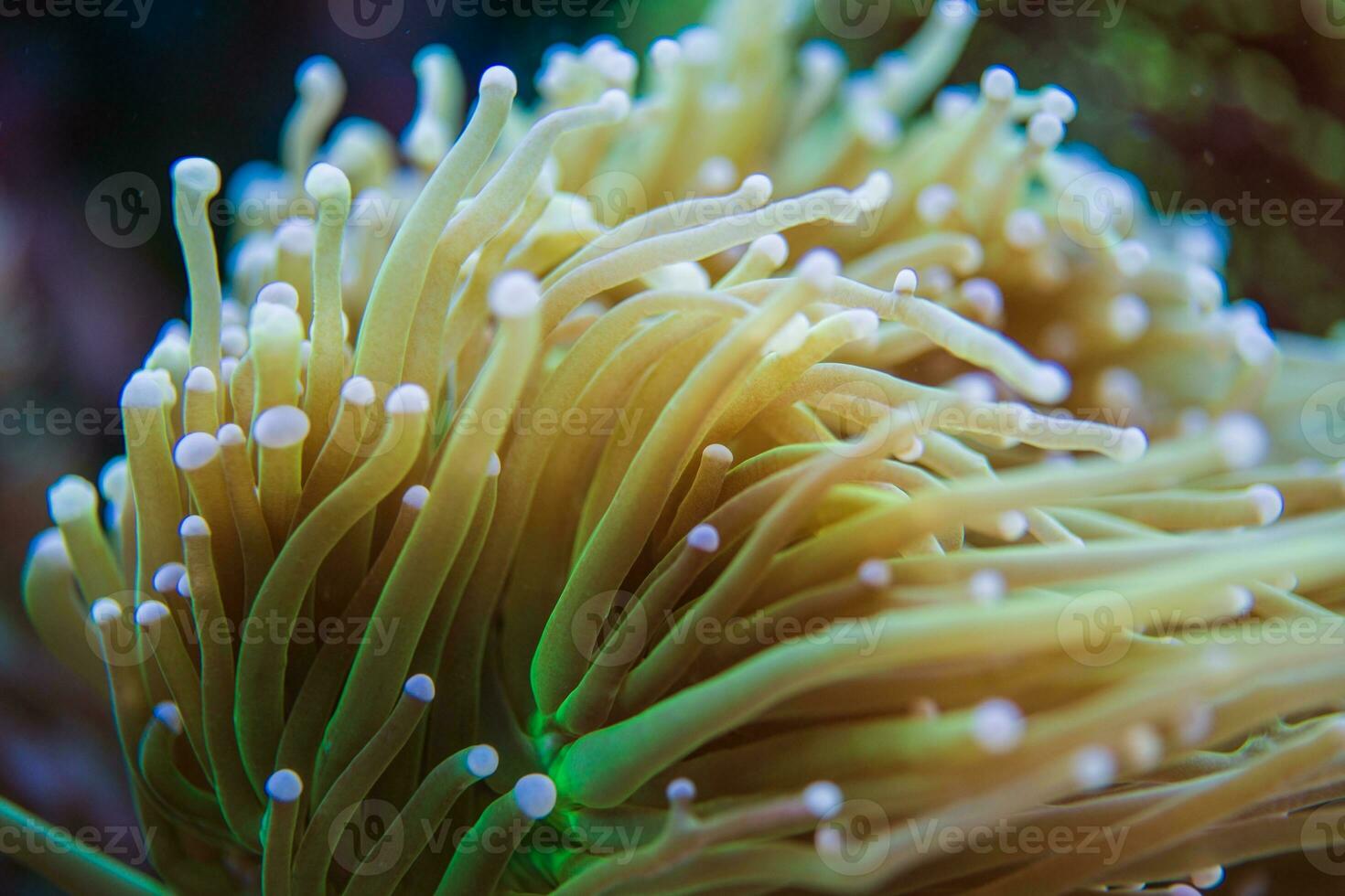 Torch Soft Coral Reef photo