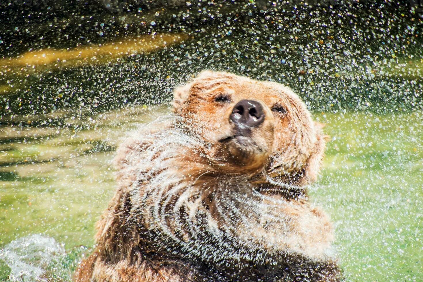Bear Shaking Off Water photo