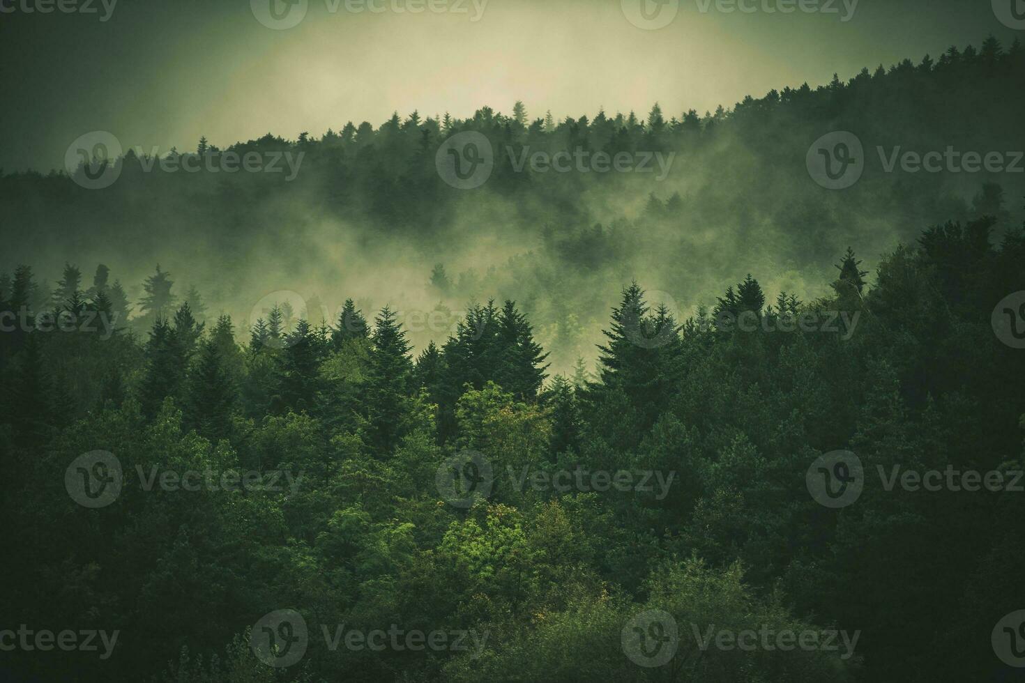 Forest Hills Covered by Fog photo