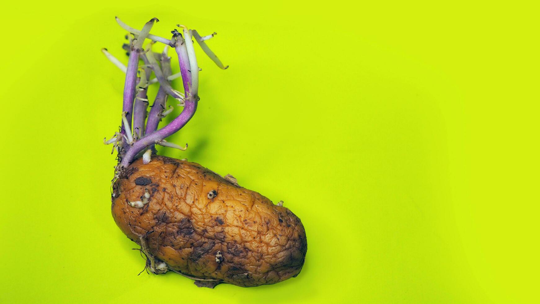 potato plant growth isolated on green background photo