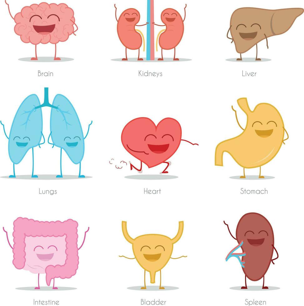 Set of 9 human organs in cartoon style. Brain, kidneys, liver, lungs, heart, stomach, intestine, bladder and spleen. vector