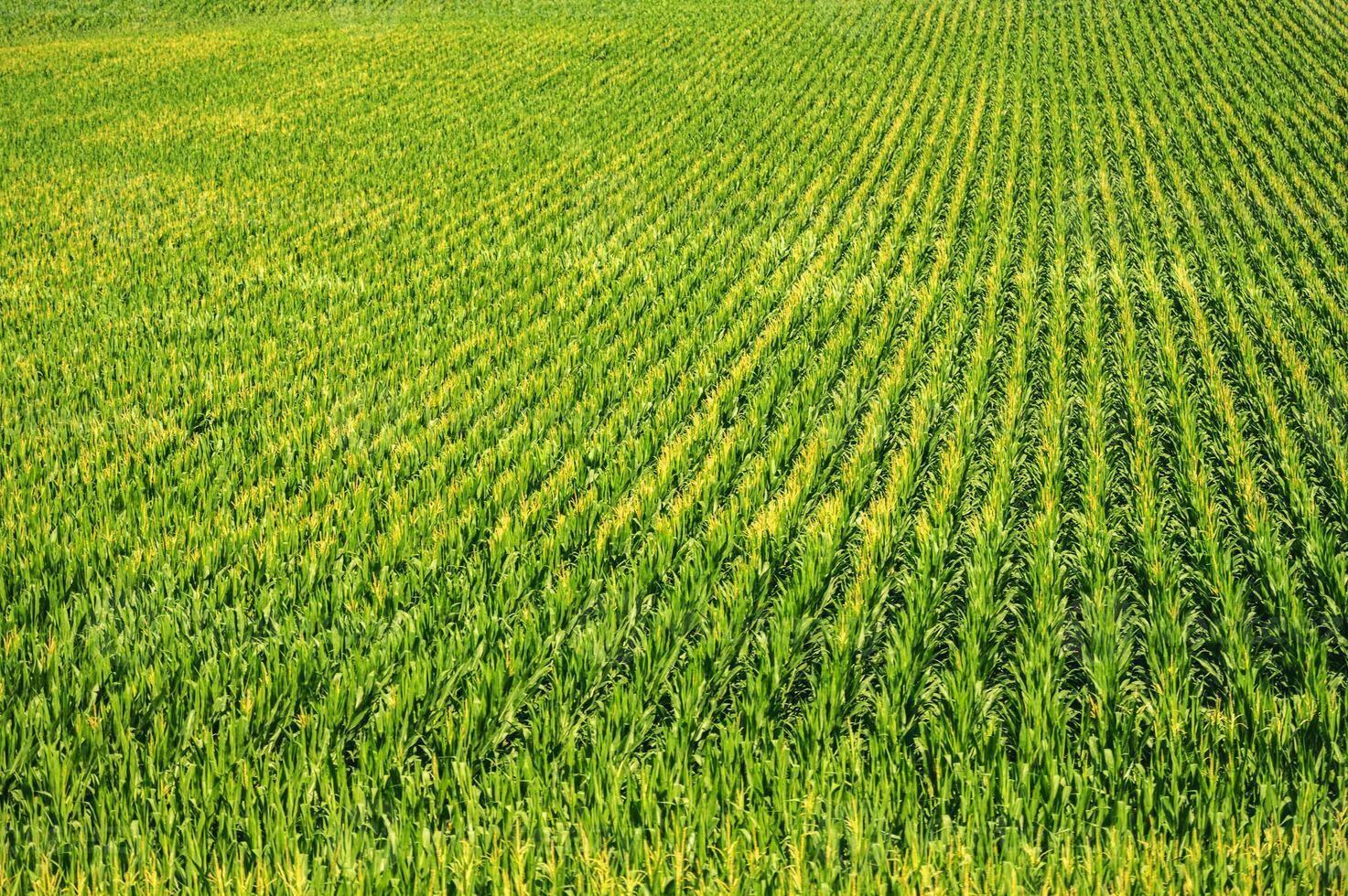 Agricultural Land Crops photo