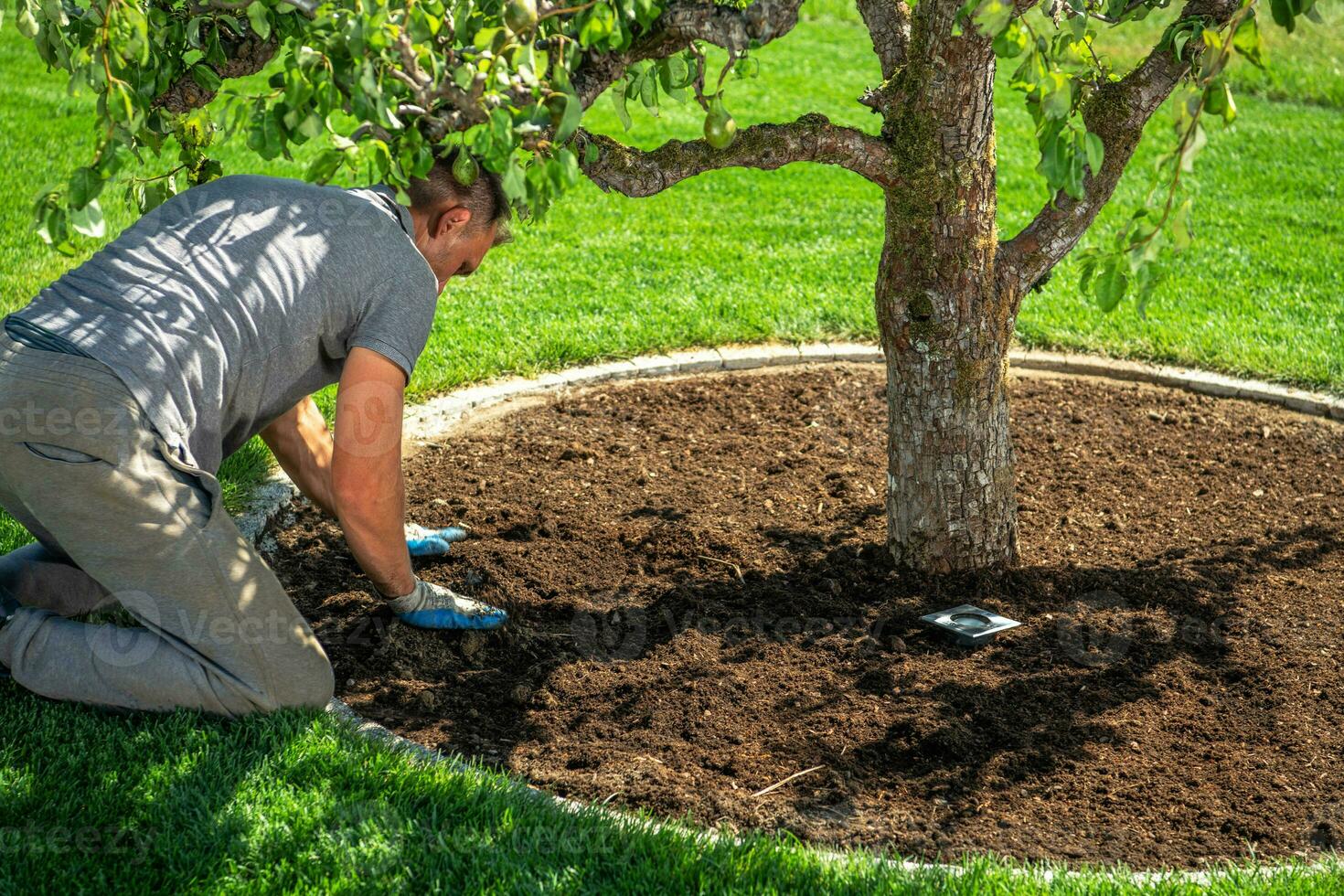 Men Redesigning His Garden Creating Circle Around Pear Tree photo
