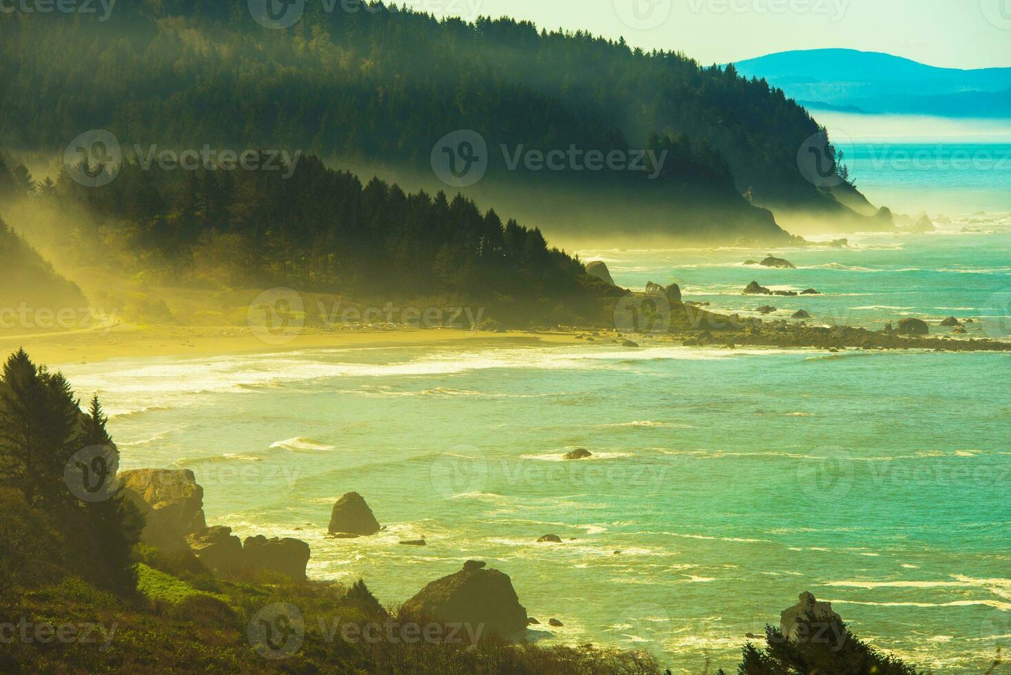Redwood Pacific Coast photo