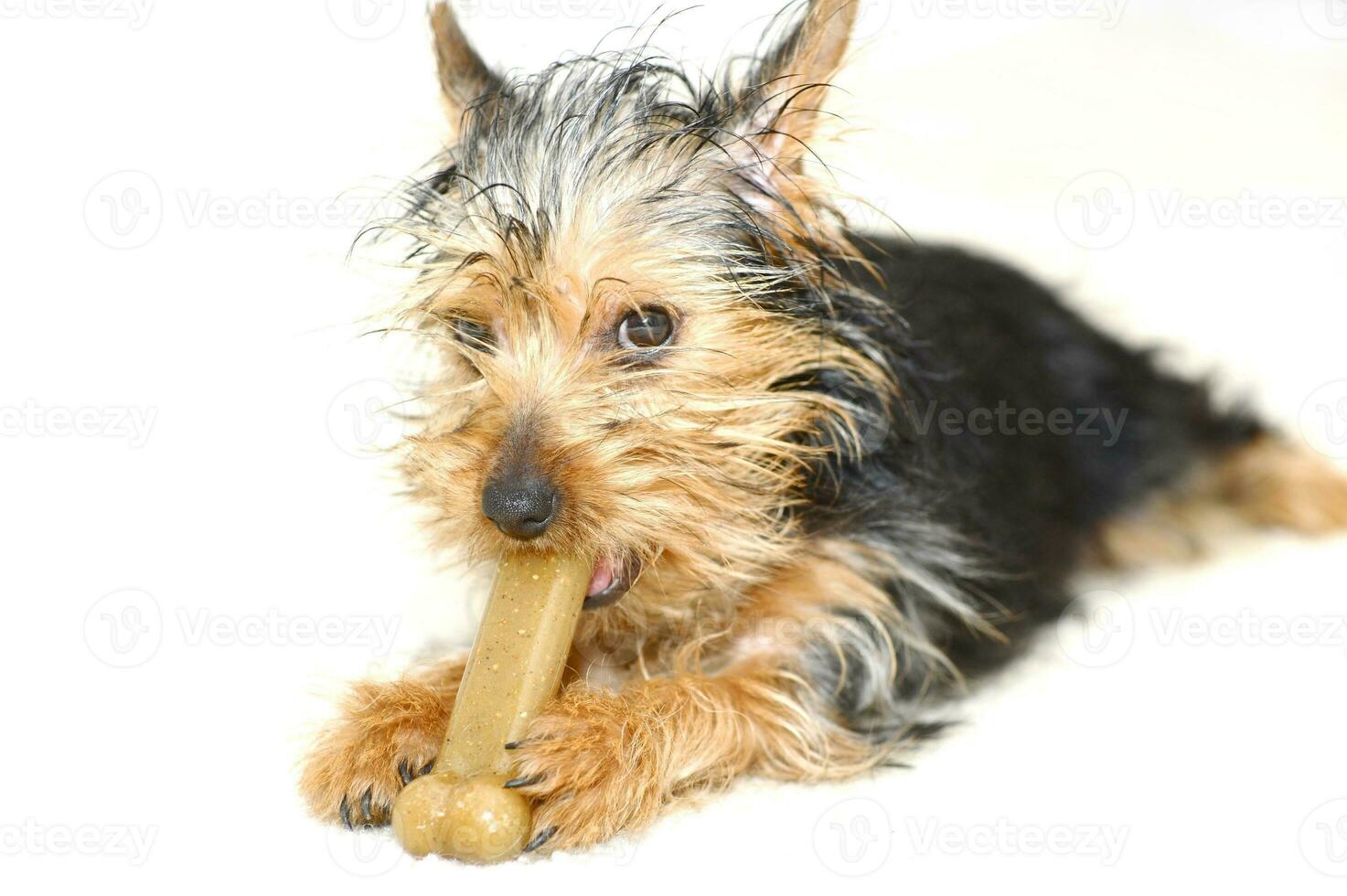 Dog with Bone photo