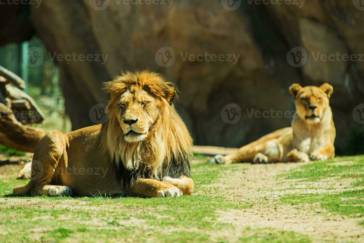 Laying Lions in the zoo photo