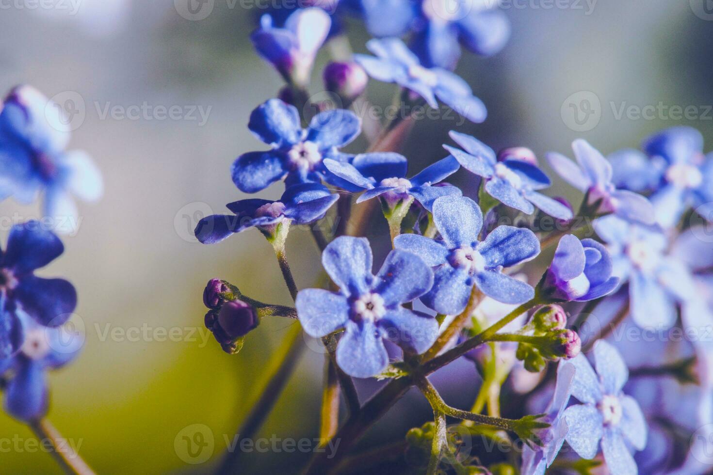 Tiny Violet Purple Wild Flowers Macro photo