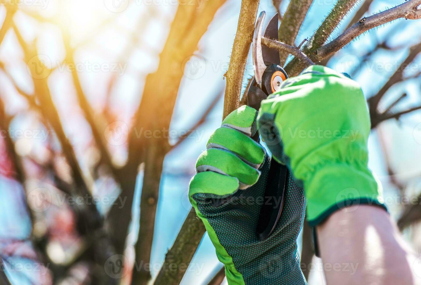 Trimming Tree Branches photo