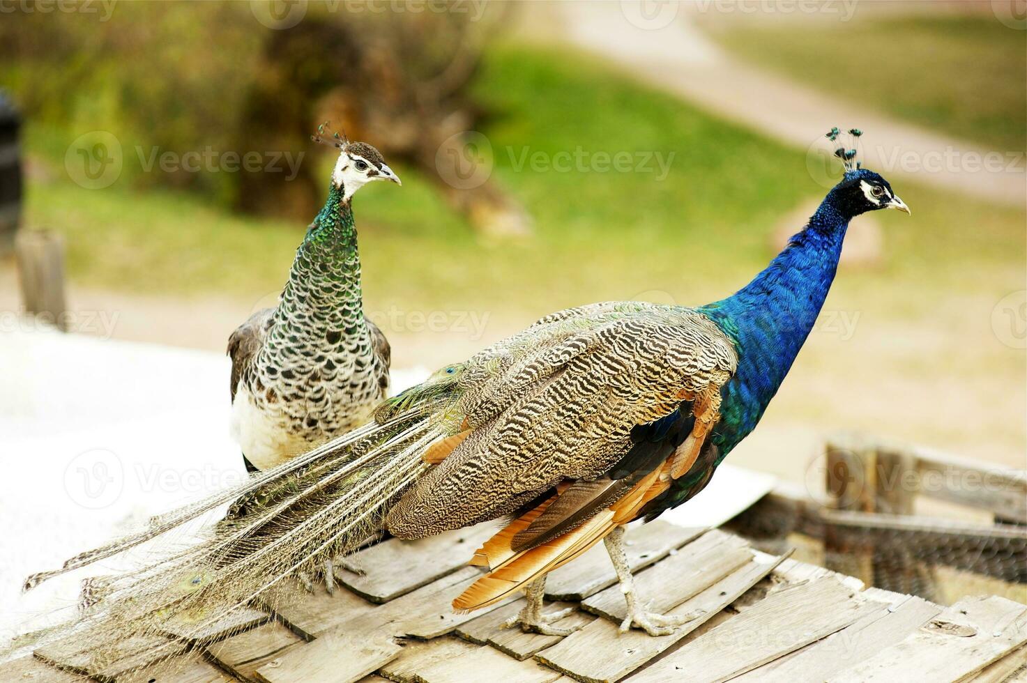 Peacocks Peafowl Close-up photo