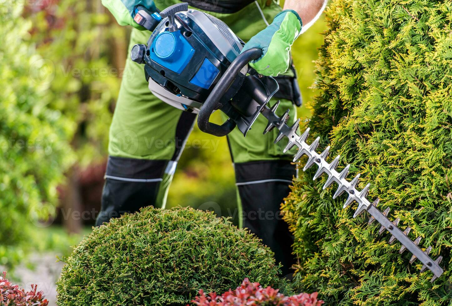 Thujas Green Wall Shaping with Hedge Trimmer photo