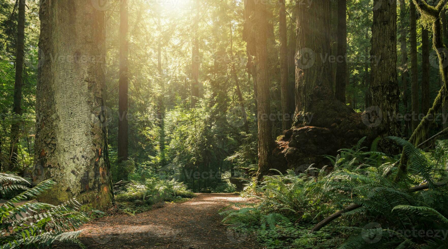 Sunny Redwood Woodland in Northern California photo