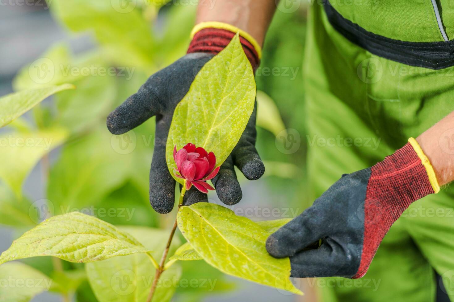 Red Flowering Plant in a Garden photo