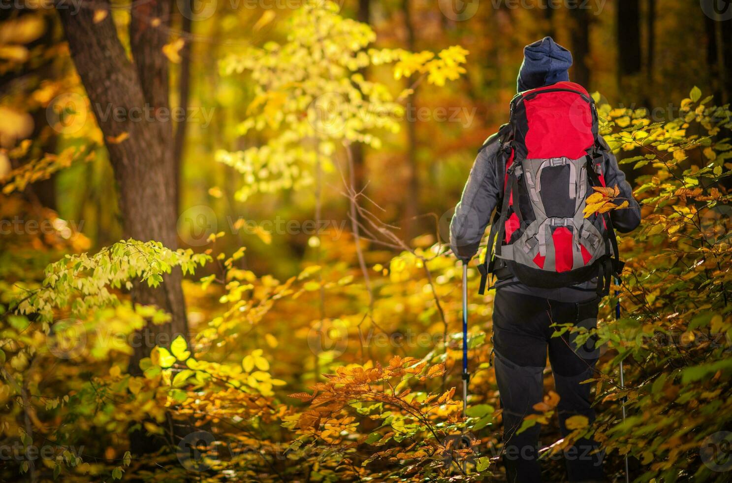 Autumn Foliage Exploring photo