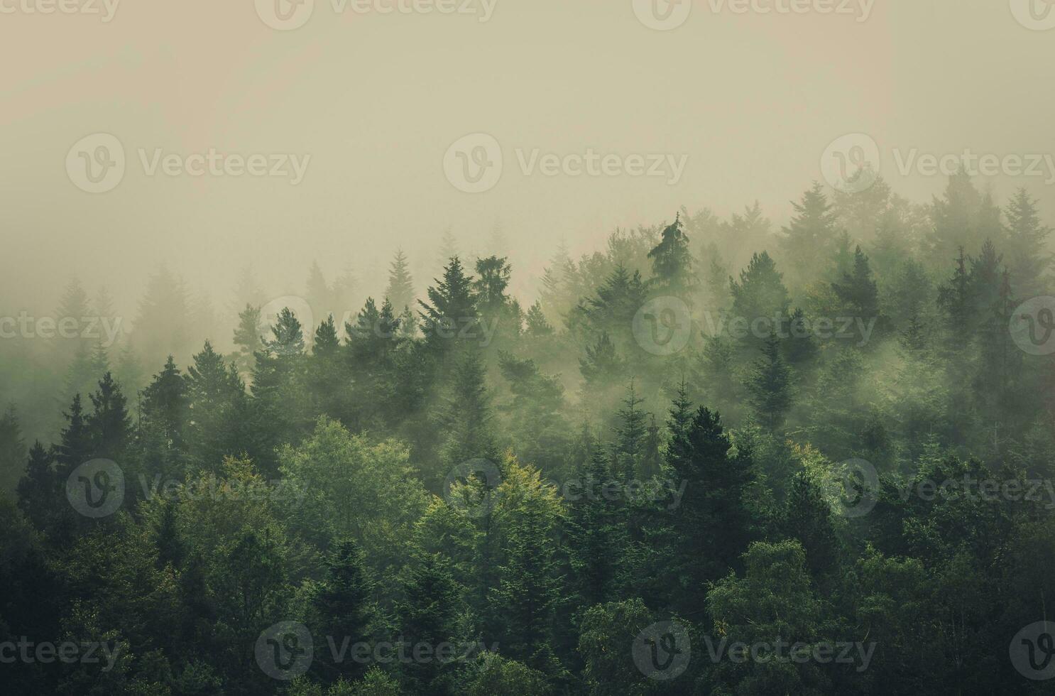 Foggy Summer Forest photo