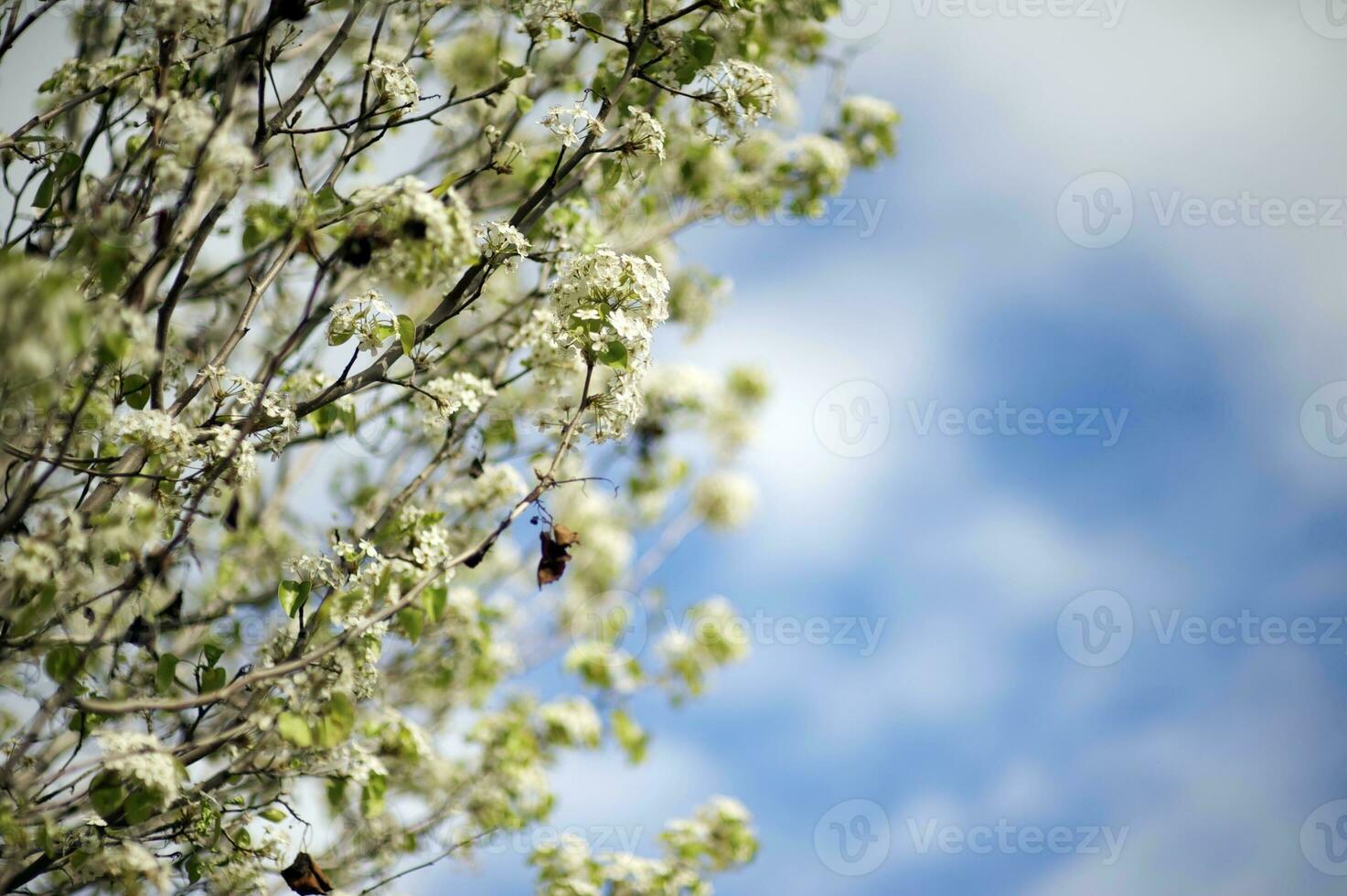 Blossom Flowers Close-up photo