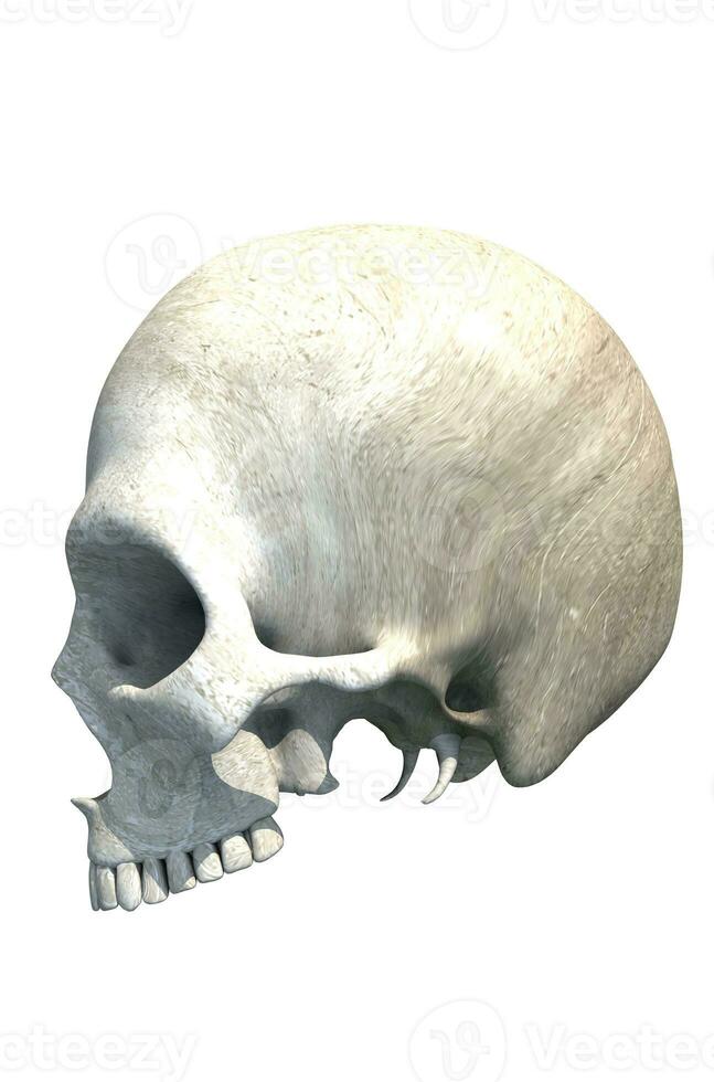 Skull with no Jaw Isolated photo