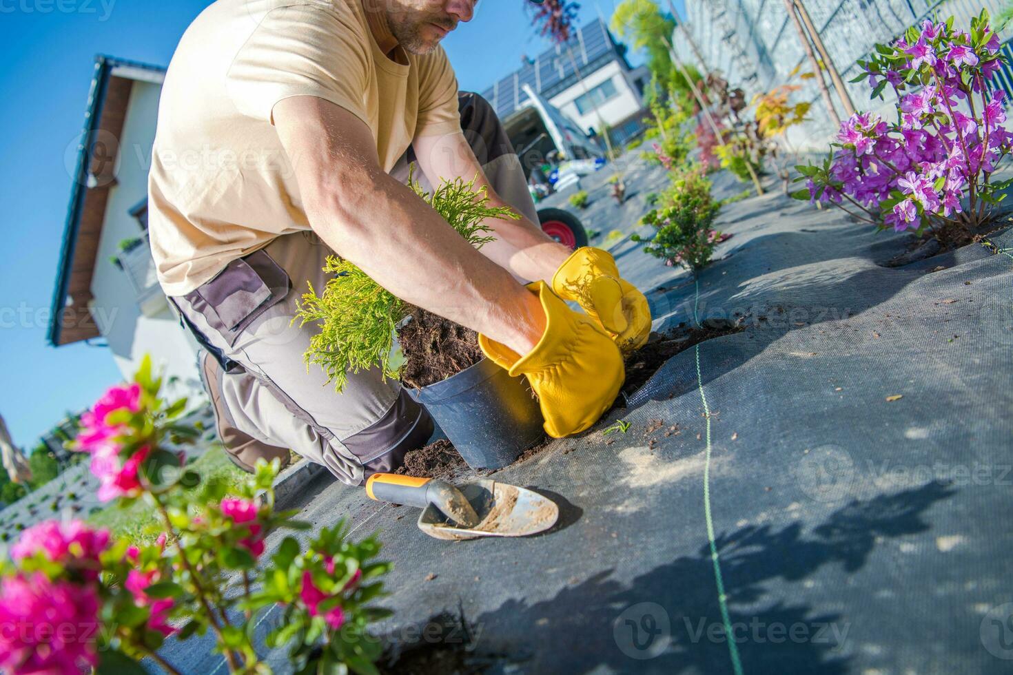 Male Gardener Doing a Floral Design Work in the Backyard Garden photo