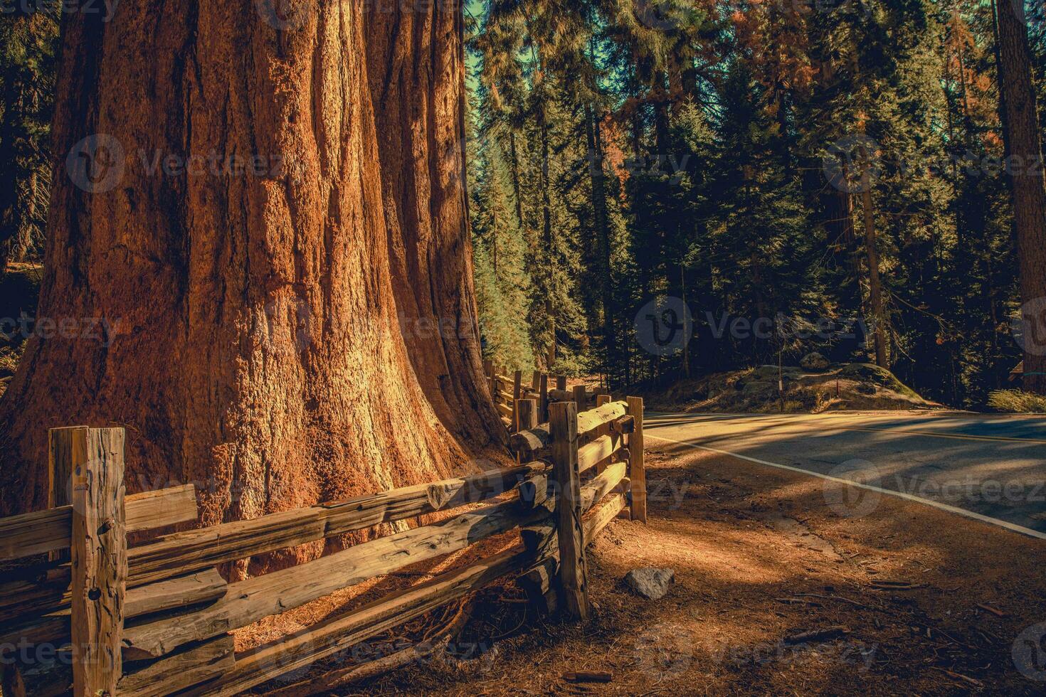 Exploring California Sequoias National Park photo