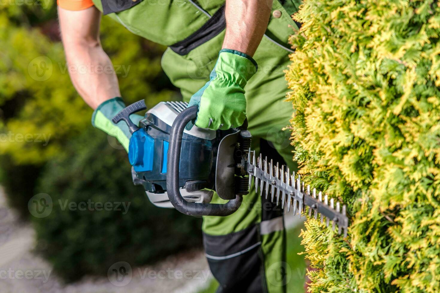 Shaping Garden Trees photo