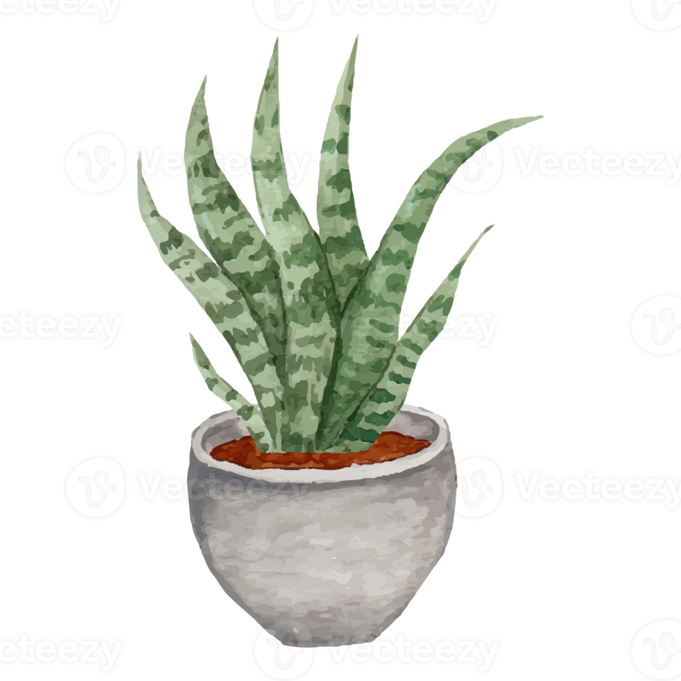 Cactus In Pot Clip art Element Transparent Background png