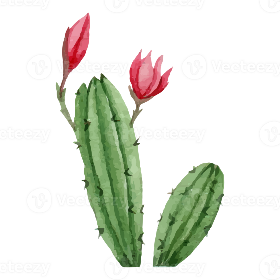 Cactus Clip art Element Transparent Background png