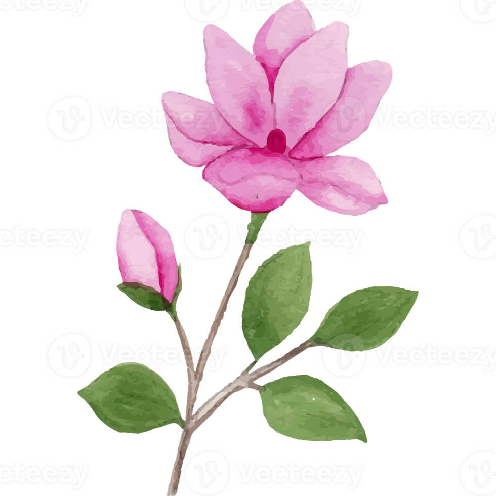 Magnolia Flower, floral Clip art Element Transparent Background png