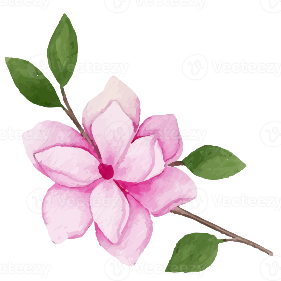 Magnolia Flower, floral Clip art Element Transparent Background png