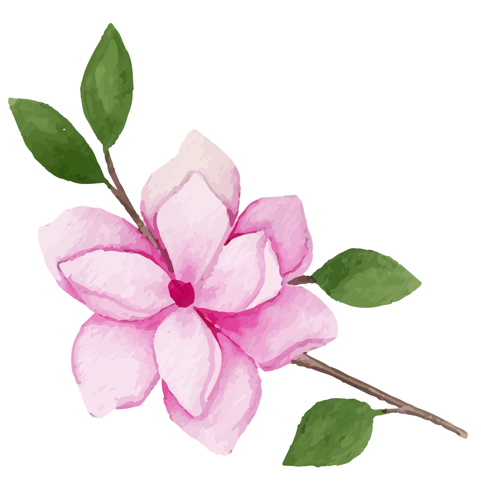 Magnolia Flower, floral Clip art Element Transparent Background ...