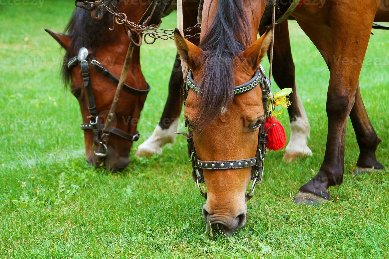 Grazing Horses Close-up photo