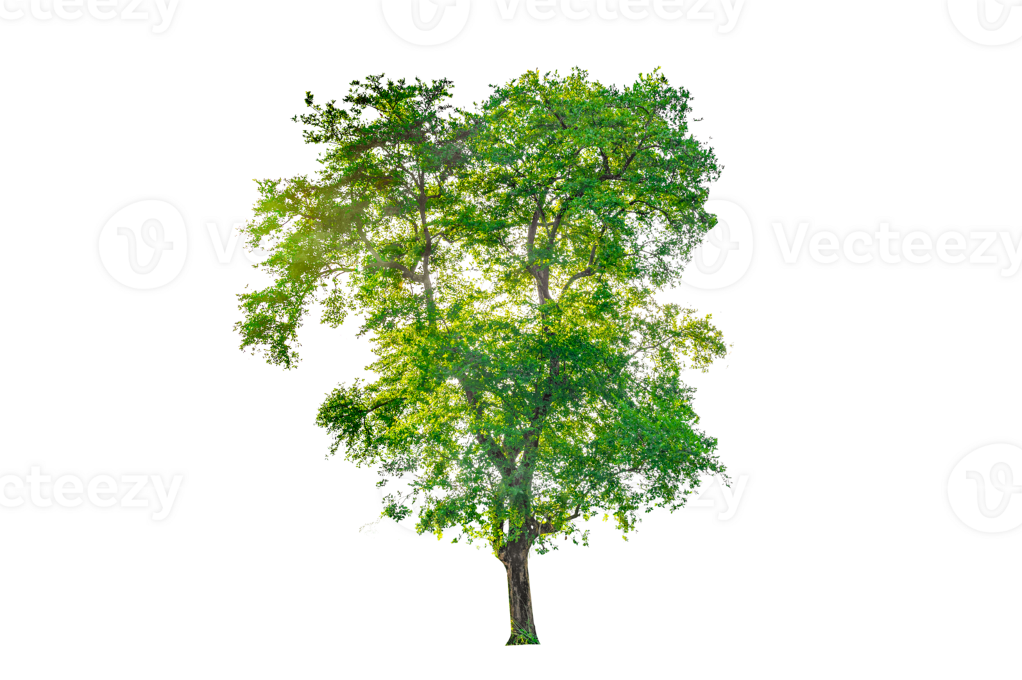 Isolated  trees  on transparent background PNG file