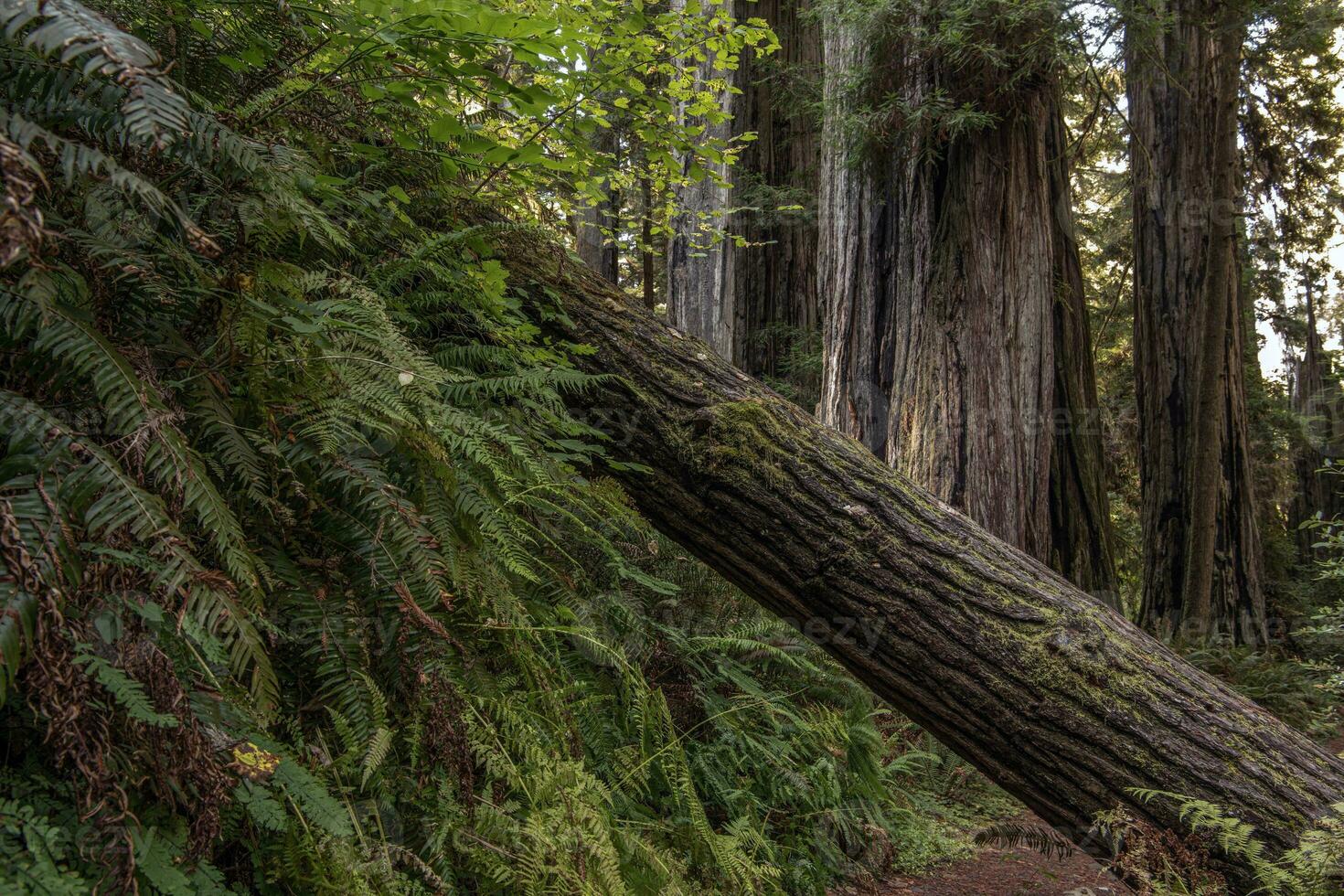 Fallen Tree in Old Forest photo