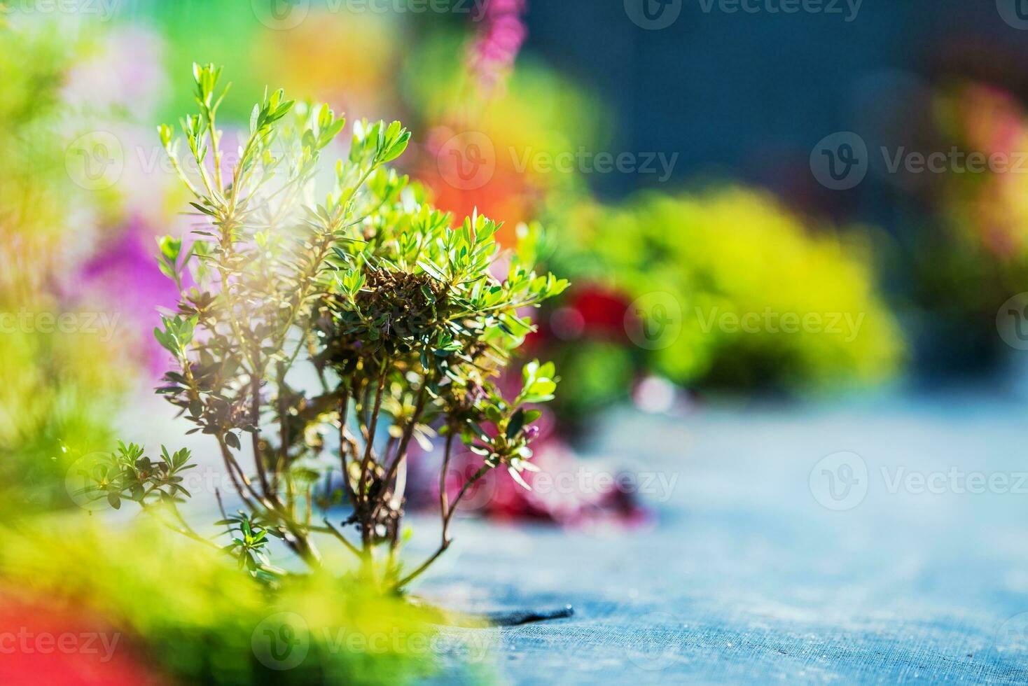 Just Created Small Garden photo
