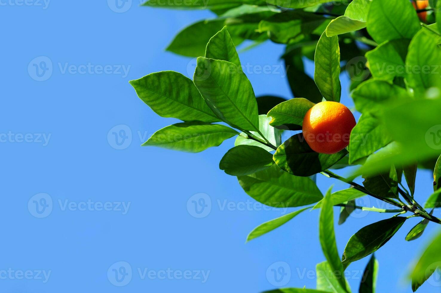 Mandarine Fruit close-up photo