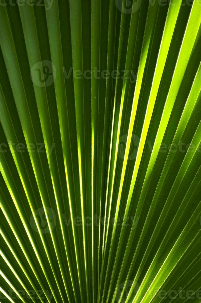 Fan Shaped Leaf photo