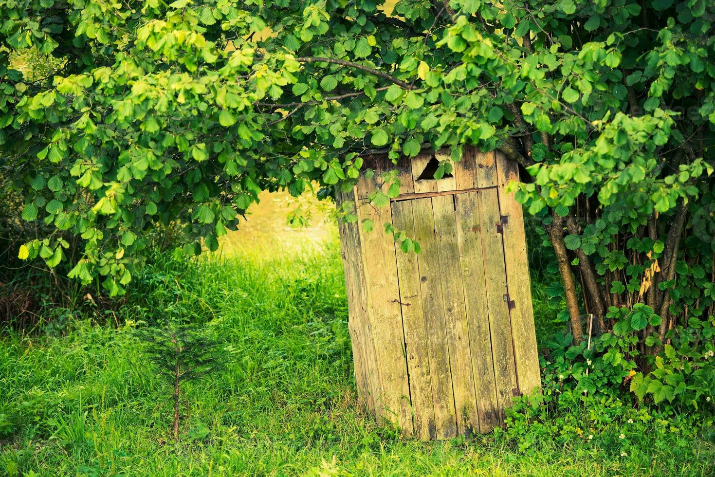 Wooden Outhouse View photo