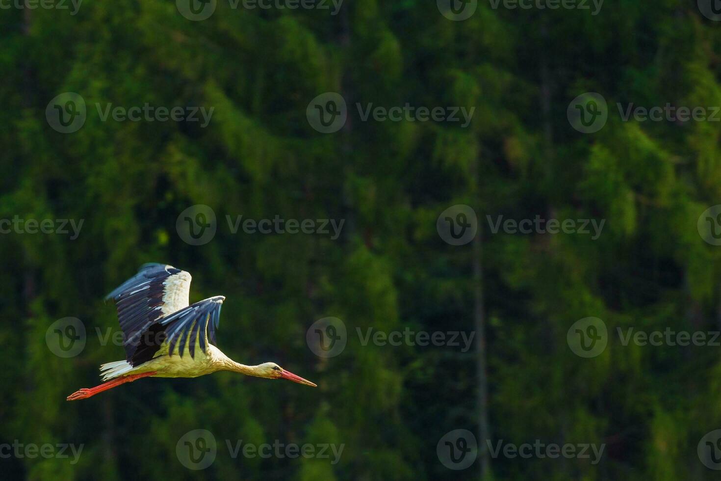 pájaro volador de cigüeña blanca foto