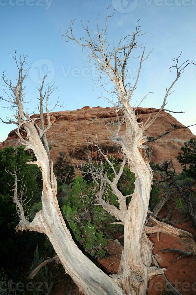 Utah muerto árbol foto