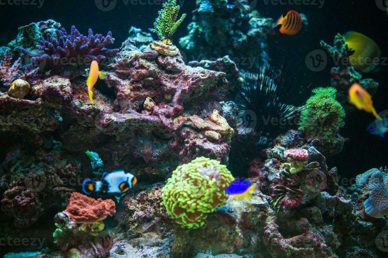 marina acuario arrecife foto