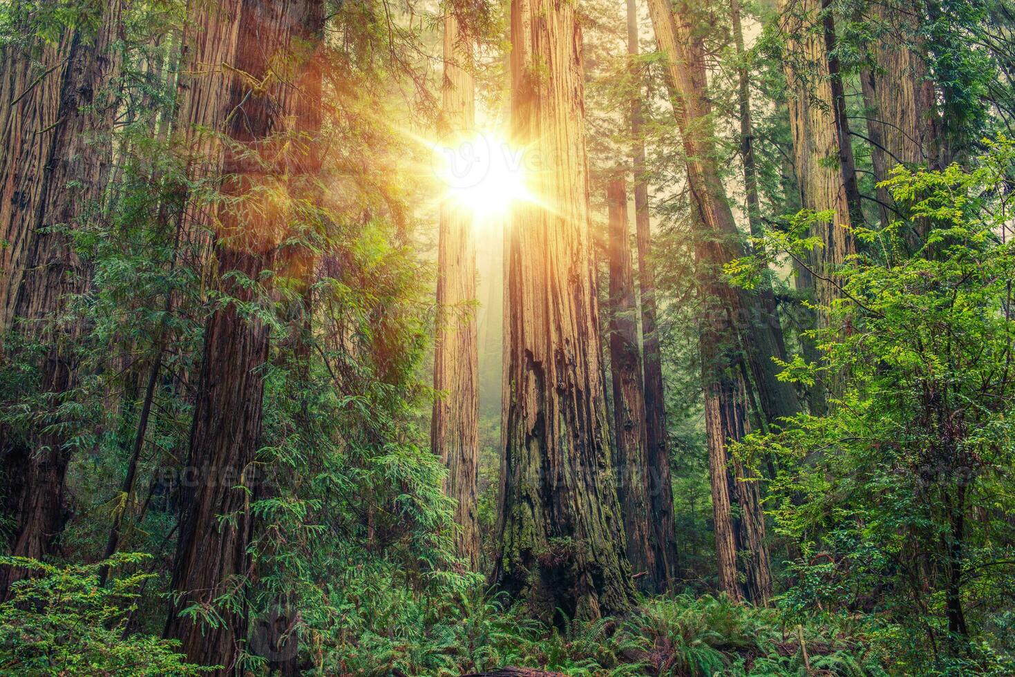 Sunny Redwood Forest photo