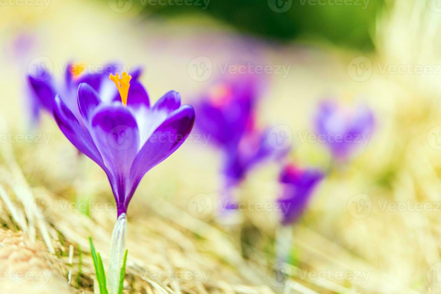 Flowering Crocuses Closeup photo