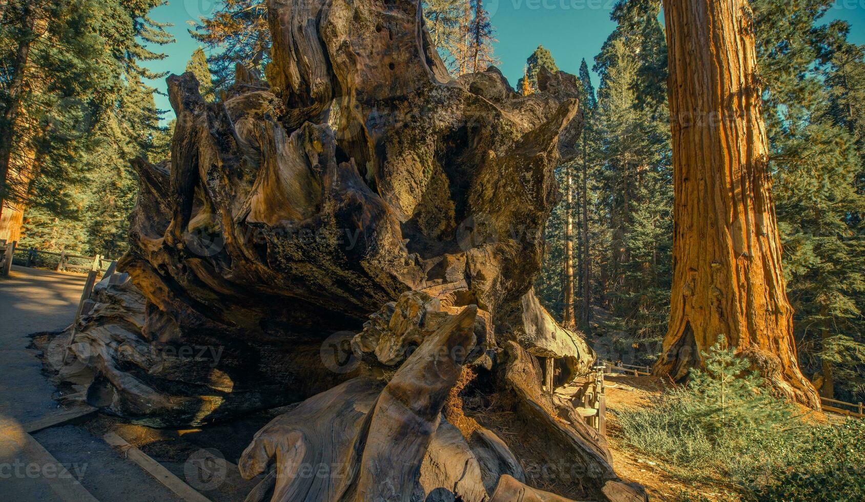 Sequoia National Park Place photo