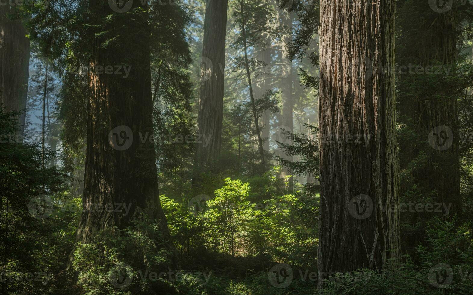 California Scenic Redwood Ancient Forest photo