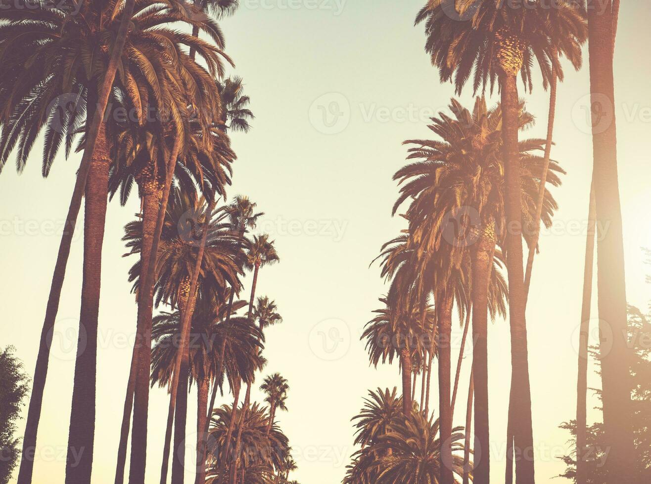 Alley of California Palms photo