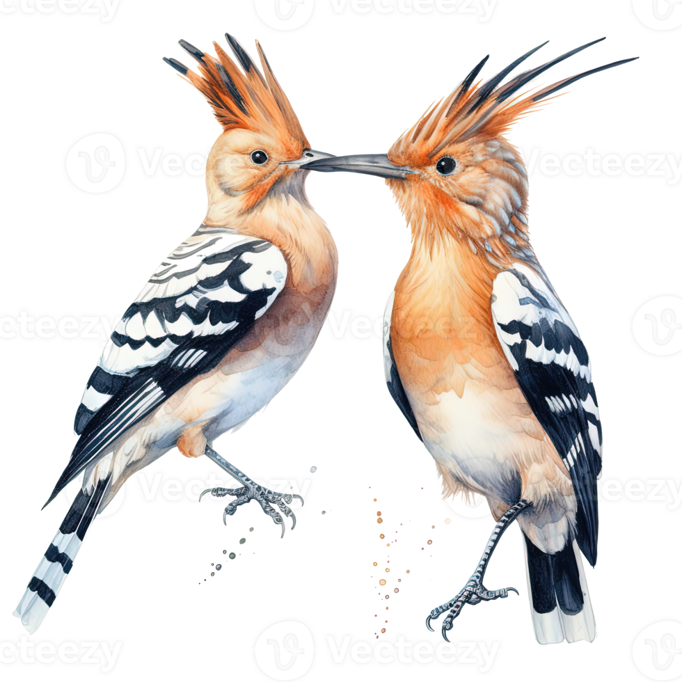Two hoopoe birds. Illustration png