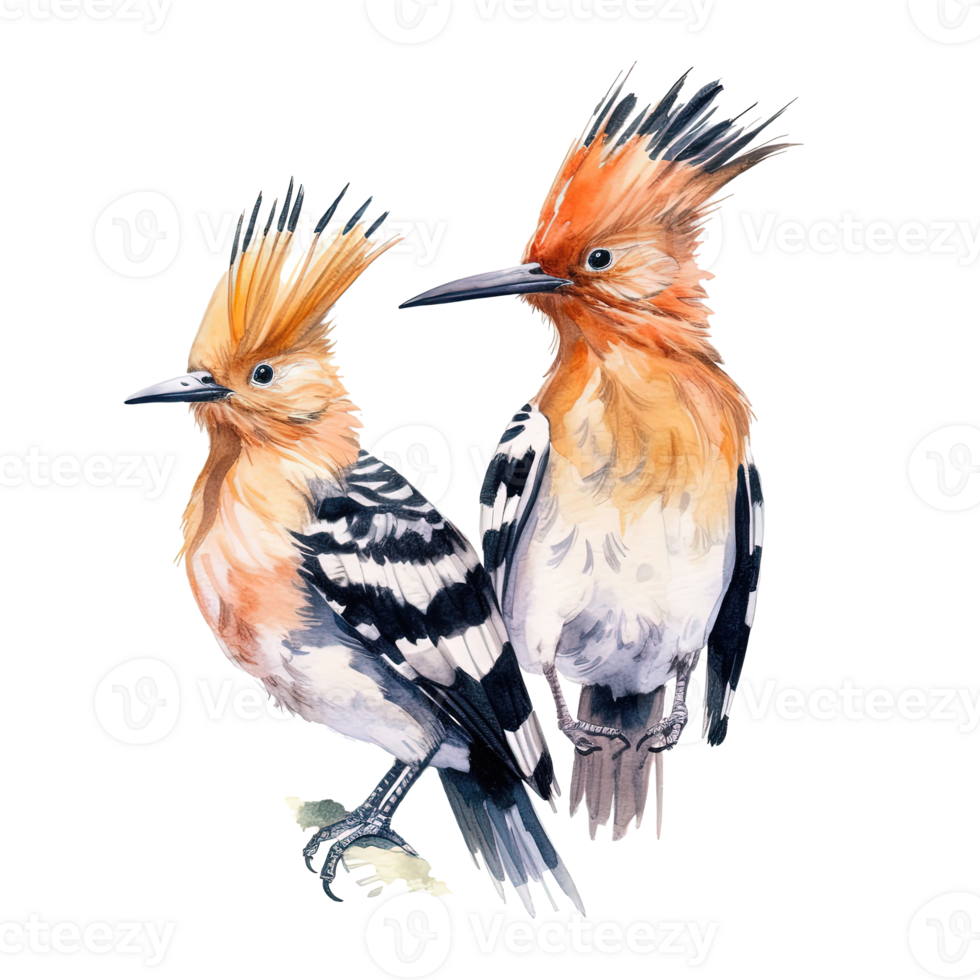 Two hoopoe birds. Illustration png