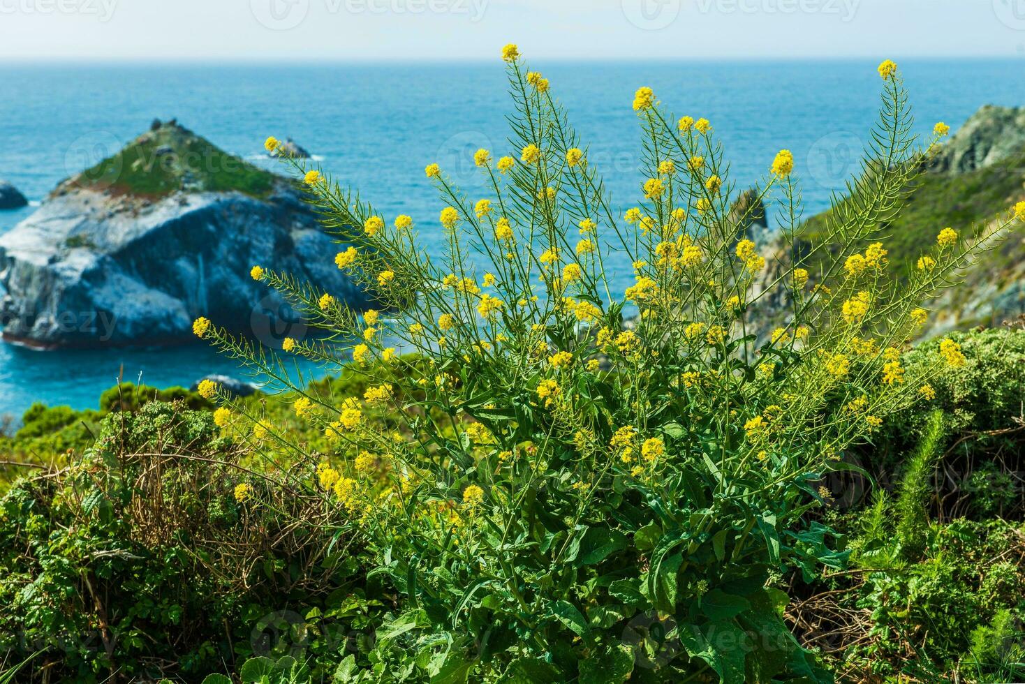 California Coastal Floral photo