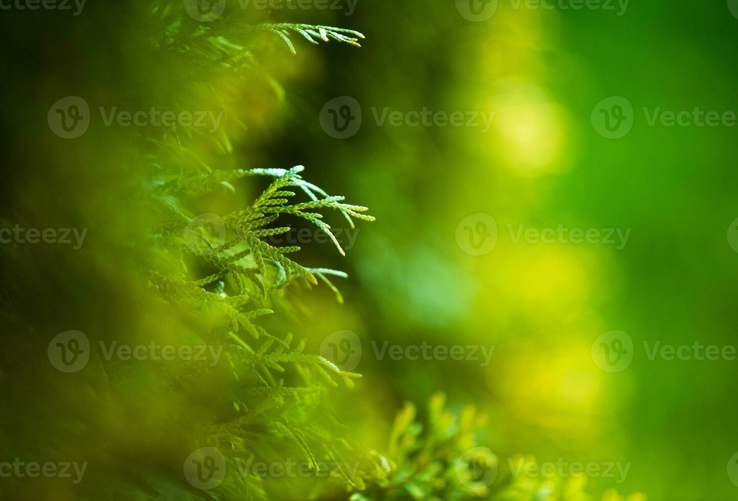 Green Nature Background with Garden Thujas Close Up photo