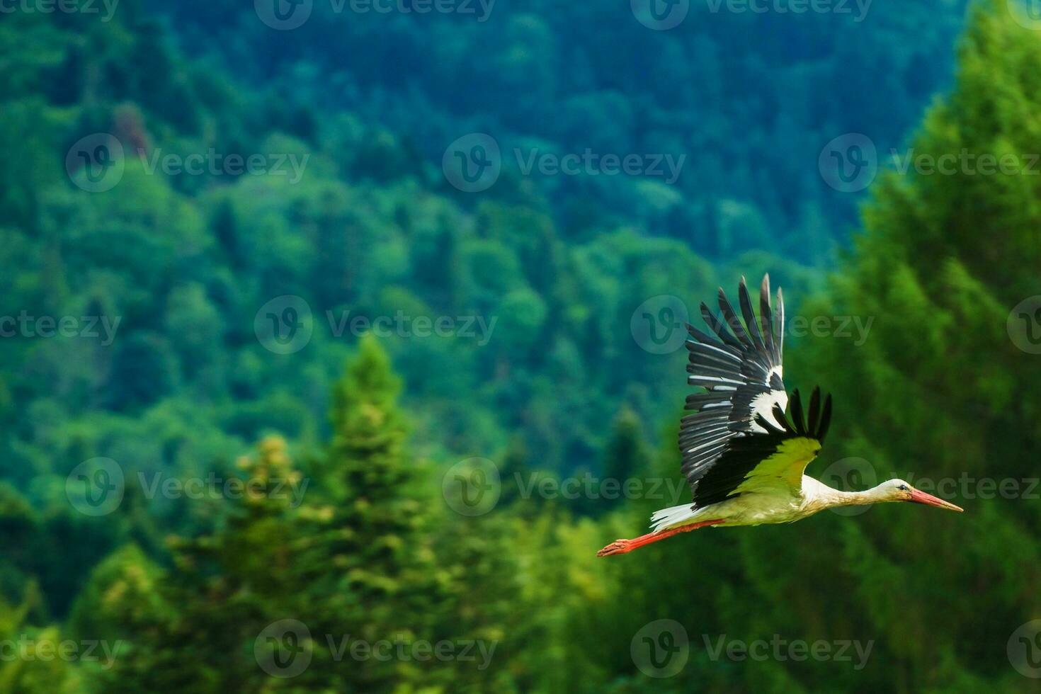 White Stork in Flight photo