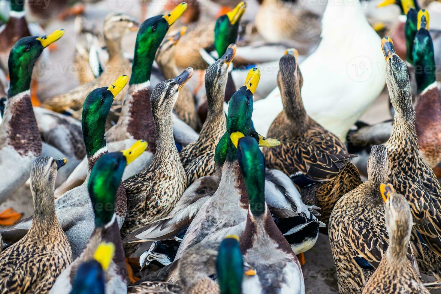 grande grupo de patos foto